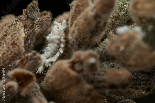 Cotton like insect resting on grass