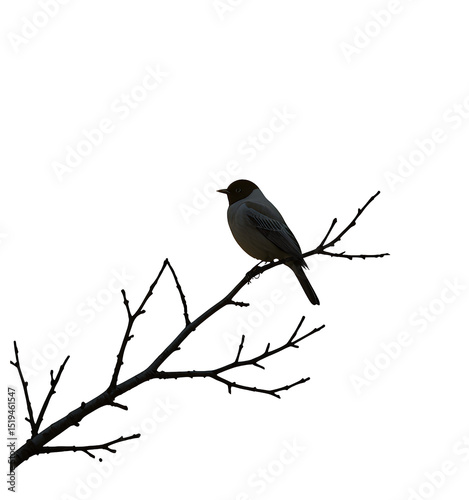 Bird on Branch, Isolated Transparent Background