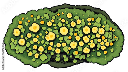 Lichen or moss isolated PNG element. Forest woodland fungus. Cute hand drawn biology and botanical illustration isolated on transparent background. Organic nature plant