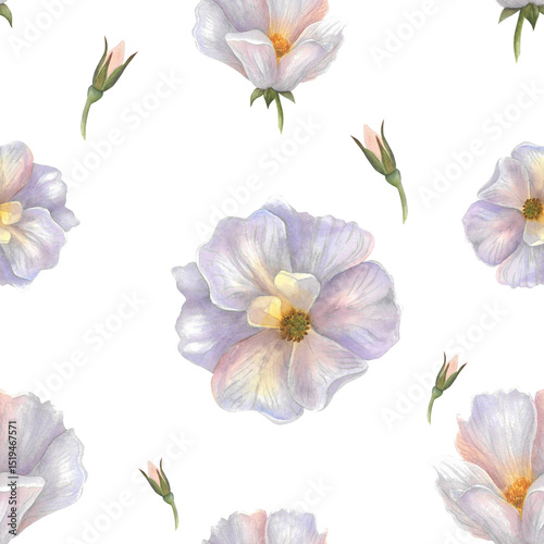Rosehip flower,bud seamless watercolor pattern isolated on white background handmade for blanks, banners, design