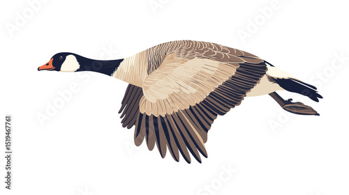Canadian goose bird vector isolated on a white background