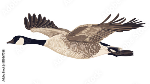 Canadian goose bird vector isolated on a white background