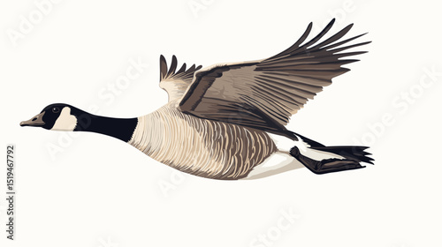 Canadian goose bird vector isolated on a white background