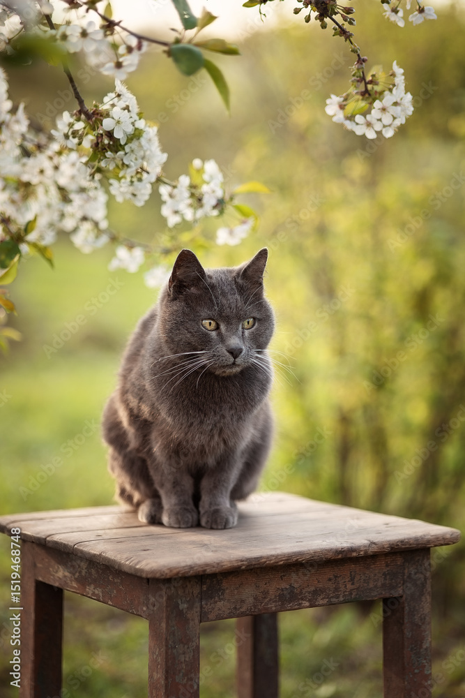 Obraz premium A photo of a gray cat near a cherry blossom.