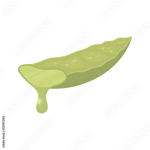 Aloe vera leaf with a drop of juice. Medicinal plant in the house. Plant in cosmetology