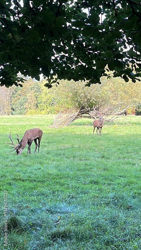 Fototapeta premium deer in the forest