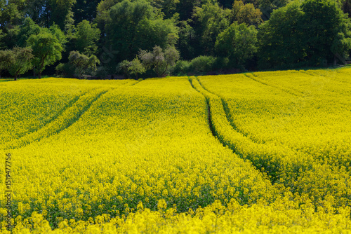 Weites gelbes Rapsfeld vor dichtem Wald und blauem Himmel, das eine friedliche ländliche Atmosphäre vermittelt