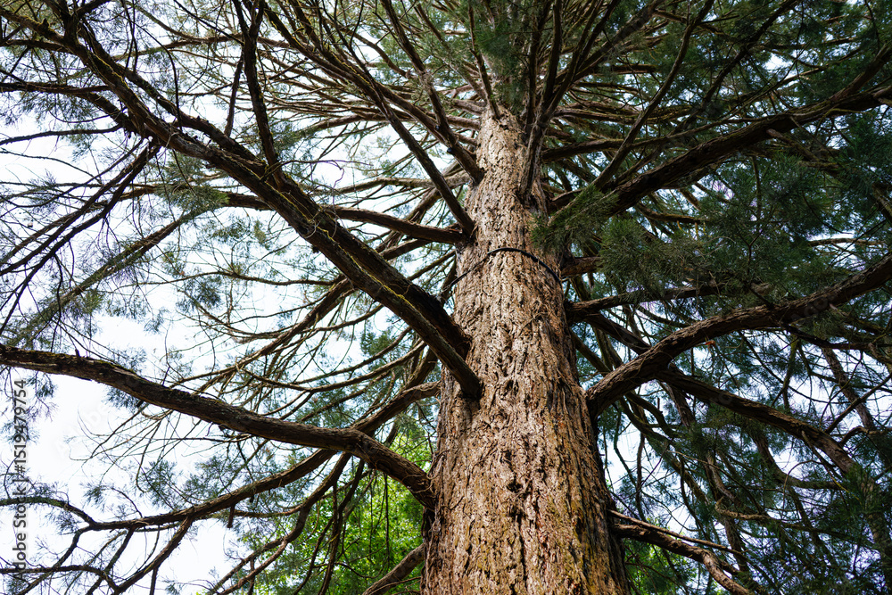 Fototapeta premium Upward view of a tall tree with sprawling branches and green foliage.