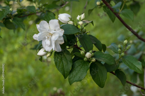 Philadelphus 'Virginal', white blooming flowers among green leaves in natural habitat