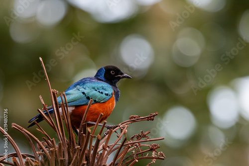 The superb starling (Lamprotornis superbus) is a member of the starling family of birds. Perched on a plant, showcasing vibrant blue, orange, and black plumage against a blurred green background.