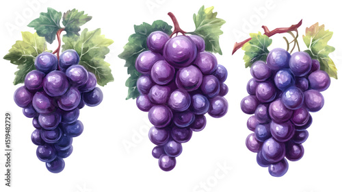 Vibrant Ripe Purple Grape Cluster Isolated on Tranasparent Background for Design Projects