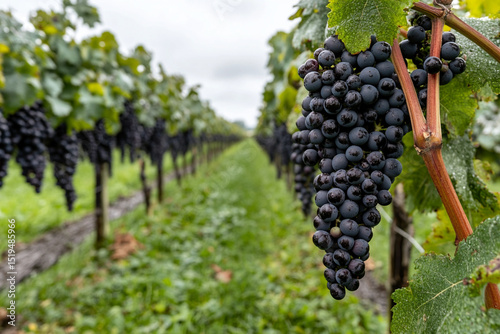 Wallpaper Mural Grapes ready for harvest in a vineyard during late summer Torontodigital.ca