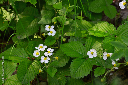 Wild Strawberry Plants with White Flowers and Green Leaves in the forest