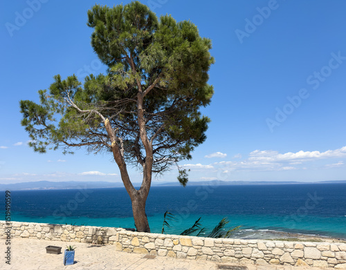 Fototapeta Naklejka Na Ścianę i Meble -  lonely tree on the beach in Afytos is a village in Chalkidiki, northern Greece.