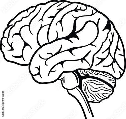 Human Brain Anatomy Detailed Black and White Line Art Illustration