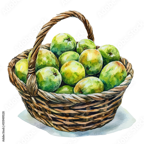 Balsam Apple Fruit Basket, watercolor illustration vector, high quality, isolated on a white background.