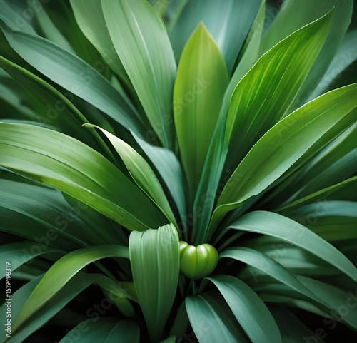 rosette of bright green oblong leaves