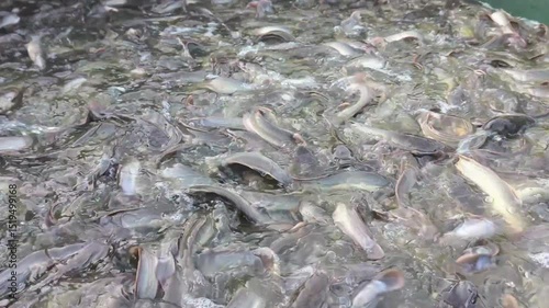 full view of catfish in a pond ready to be harvested.