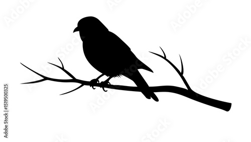 Bird perched on a branch silhouetted against a light background near dusk