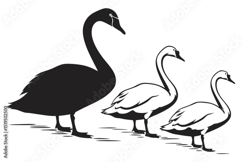 Elegant swans vector illustration black and white graceful waterbirds illustration