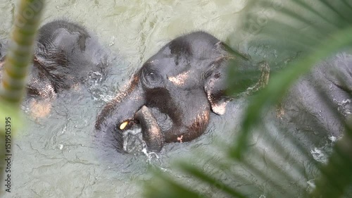 young Asian Elephant playing in River – Pinnawala