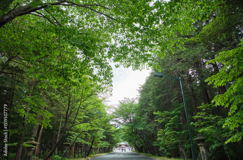 初夏の北海道神宮の表参道 / Hokkaido Shrine Omotesando in Early Summer