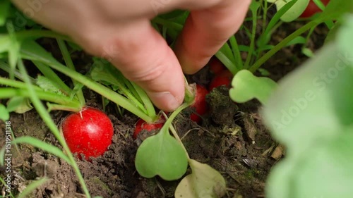 Hand harvesting red radishes from the soil of a vegetable garden, close-up