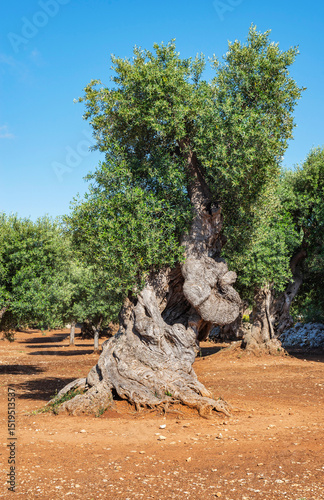 old olive tree with twisted trunk in an orchard with red earth in Puglia in i...