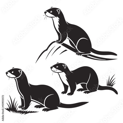 Set of black and white ermine animal vector graphics illustration