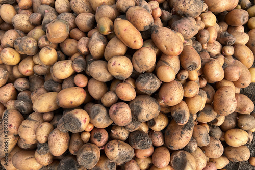 Photos Damaged, spoiled potatoes, unhealthy vegetables