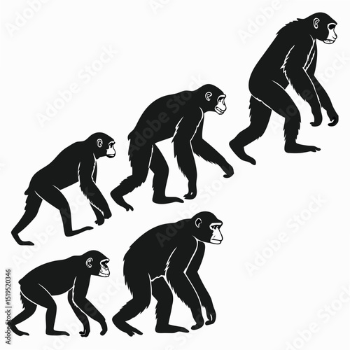 Chimpanzee evolution stages black silhouettes on white background scientific illustration vector