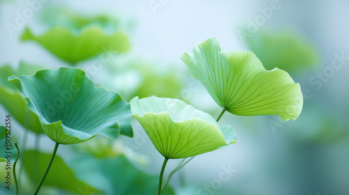 Elegant Lotus Leaves in Fresh Green Tones photo