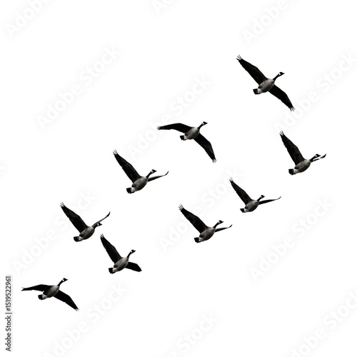 Flock of birds. Silhouette flying bird background Free Vector 