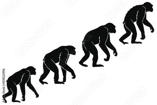 Primate evolution stages illustrated in black silhouette walking on all fours with white background
