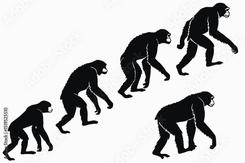 Silhouette vector illustration of ape evolution stages on white background