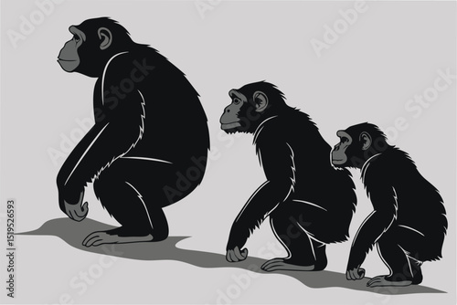 Three chimpanzees in progression depicted in gray tone vector art illustration