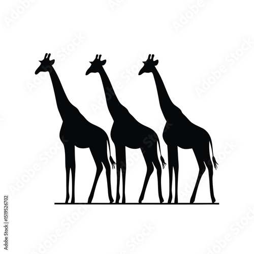 Three giraffes standing side by side black silhouette graphic vector illustration