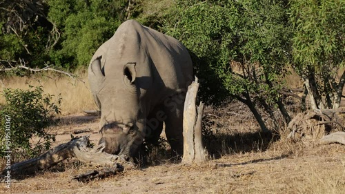  A white rhino bull lifting a log