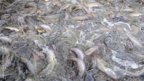 full view of catfish in a pond ready to be harvested.