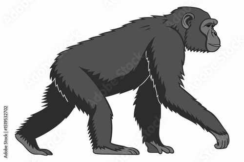 Monochrome illustration of chimpanzee walking wildlife mammal primate in vector format