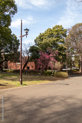 Cherry blossom trees in the Ueno Park, Tokyo, Japan