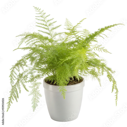 A Single Asparagus Fern in Modern Pot Isolated on Transparent Background