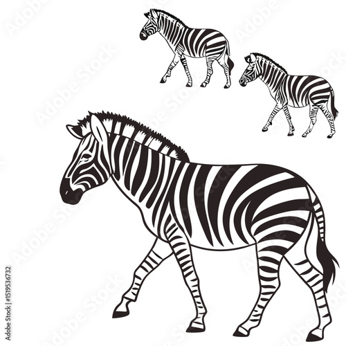 Three zebra illustrations in black and white stylized walking poses