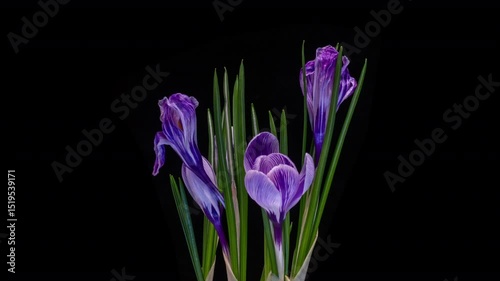 Blooming Bouquet of Lilac Crocus: Capturing Nature's Vibrant Floral Awakening.
