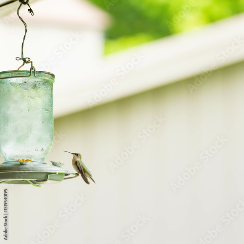 Female, Ruby-throated hummingbird sitting on a feeder