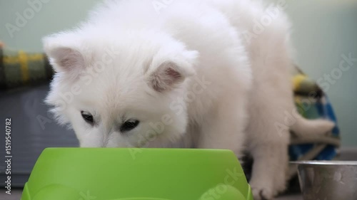 Slow motion video of a small White Swiss Shepherd Dog puppy eating food from a bowl.