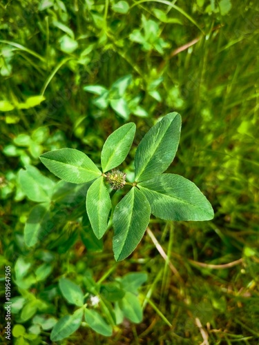 green clover leaves. clover leaf field, summer green background