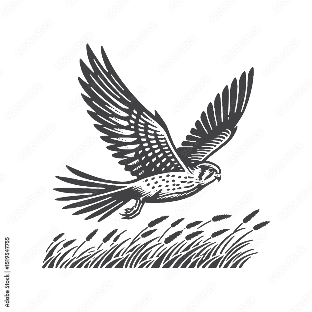 Fototapeta premium Vintage Hand-Drawn Lesser Kestrel Flying Low Over Grass Illustration – Bird Wildlife Engraved Style Vector for T-Shirts, Posters, Stickers, and Nature Field Themes Apparel