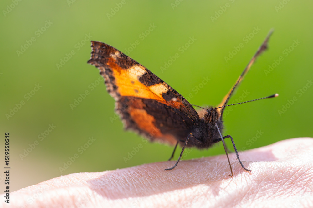 Fototapeta premium Kleiner Fuchs Schmetterling auf der Hand in Nahaufnahme.