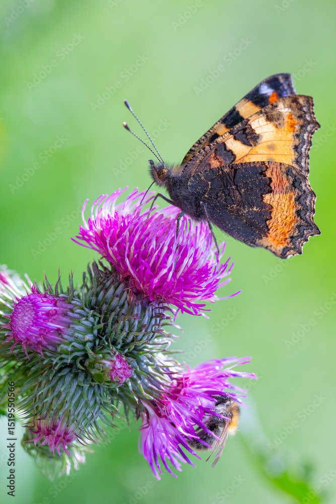 Obraz premium Kleiner Fuchs auf blühender Distel in Nahaufnahme